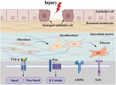 Advances in the pharmacological mechanisms of berberine in the treatment of fibrosis